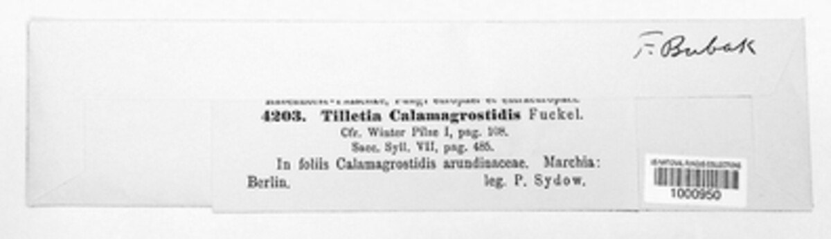 Ustilago calamagrostidis image